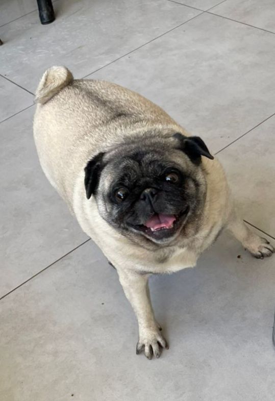Cão Morango em acompanhamento